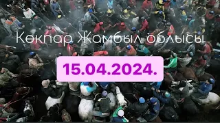 Жамбыл облысы Асқат мырзаның елден бата алу той көкпары 15.04.2024.