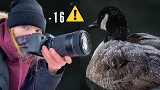 Extreme Cold Bird Photography (-16C) | Canon 55-250mm STM Lens