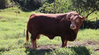 Limousin: beleza aliada ao ganho de peso e eficiência de carcaça!