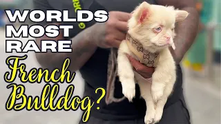 $80,000 Pink Fluffy French bulldog🤯 french bulldog Talk on the EA Husky gene🤯 #frenchbulldog