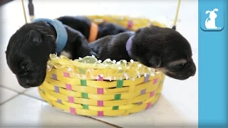 Easter Basket of 5 Day Old German Shepherd Puppies - Puppy Love