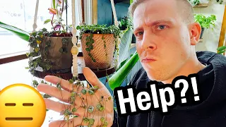 Fix String of Hearts Plant Dying