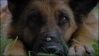 A truly faithful dog Palma "Story for Palma" Video 4K HD @bhaiyachoudhary2635