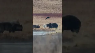 Wolf Pack vs Grizzly Bear