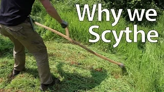 Why we Scythe for Cutting Grass, Mulch and Feed