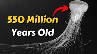 10 Oldest Living Creatures On Earth That are STILL Alive!