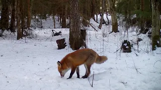 Red Fox and and some honey