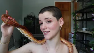 Are Corn Snakes Nice?
