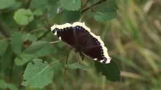 Babočka osiková - Nymphalis antiopa