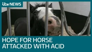 Pony subjected to horrific acid attack given a happy ending | ITV News