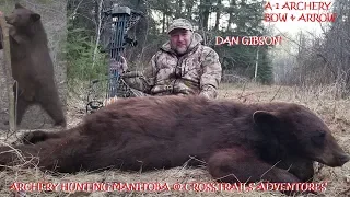 Manitoba Cinnamon ARROWED with perfect shot A-1 Archery gets it done