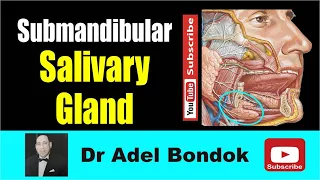 Anatomy of the submandibular Salivary Gland, Dr Adel Bondok Making Anatomy Simple