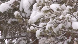 Из-за тонкого льда погибли четыре человека