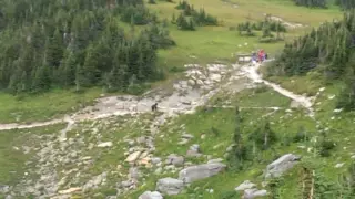 Grizzly Bear vs Hikers in Glacier National Park