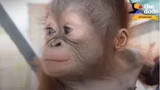 4 INCREDIBLE Orangutan Rescues That Will Change Your Life | The Dodo Showcase