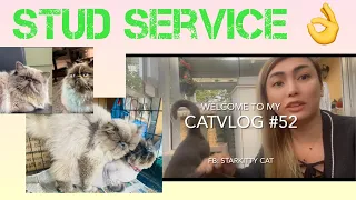 TIPS SA PAGPAPALAHI NG PUSA 🐈 | 1st TIME STUD SERVICE 👌 | CATVLOG #52 #cat #catvideos