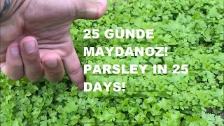 Hızlı maydanoz yetiştirme, en hızlı maydanoz, çabuk maydanoz, growing parsley, quick parsley