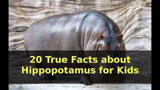 All About Hippos for Kids: Hippopotamus for Children | Facts about Hippopotamus for Kids with Audio