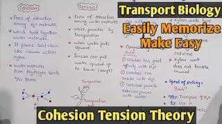 Cohesion Tension Theory In Plants | Ascent of Sap | Class 11 Biology