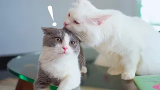 Kitten Coco Fights With Best Friend Boomba