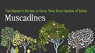 Using Nature's Recipe to Grow Your Own Garden of Eden - Muscadines