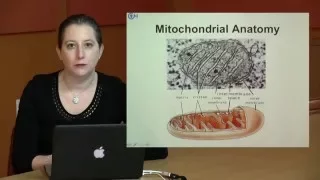 Mitochondria: Functions, Genomics and Disease