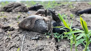 Будь здоров. Болезни-страшилки