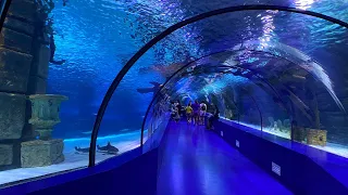 This Is The World's BIGGEST Tunnel Aquarium