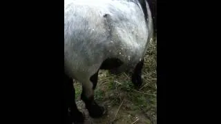 Odette's foal moving