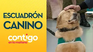 ¡ADORABLES!😍 Conoce a los perritos que desfilan en la Parada Militar - Contigo en la Mañana