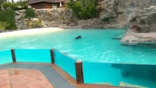 Siam Park Tenerife. Морские котики