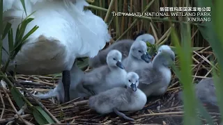 Elegant Mute Swan family with 9 cygnets spotted in Xinjiang