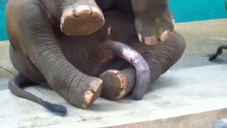 Слон возбудился