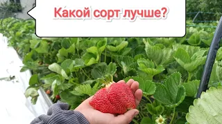 Сравнение сортов Флер Клери Хоней.часть 3 Урожайность .Что лучше? #shorts #сравнение# флер #клубника