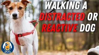 Leash Walking: Distracted, or Reactive Dog? These Games Will Help! #76