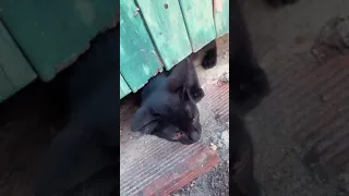 Resgatei vários gatinhos de um lugar abandonado