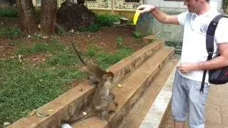 Дикие обезьянки Тайланда