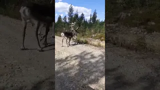 Deer have sex!! #animals  #shorts #shortvideo #deer #deer