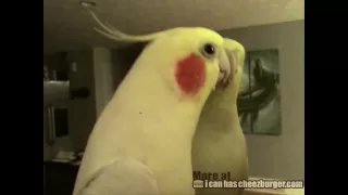 Cheezburger : Cockatiel Sings the Addams Family Theme Song