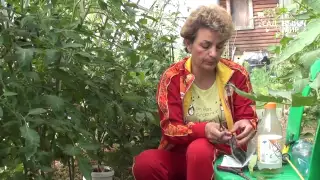 Обрезаем нижние листья у томатов  Бурая пятнистость томатов. Сайт "Садовый мир"