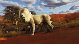 Taking down our Albino Lion /   Way of the Hunter