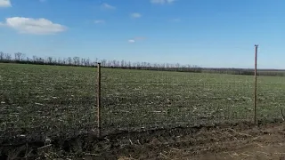 Первый улов на сеть шарнирную. 8.11.2020