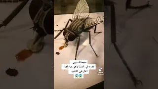 سبحان الله العظيم اكبر ذبابة في العالم The biggest fly in the world