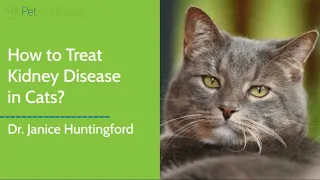 How to Naturally Treat and Manage Kidney Disease in Cats
