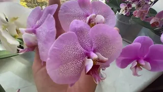 Цвітіння орхідей у березні. Мої новинки