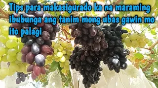 Paano Padamihin ang bunga ng ubas, gawin ito para makasigurado ka na maraming ibubunga ang ubas mo