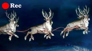 Santas Reindeer were Caught on Camera!