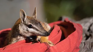 Numbats reintroduced to NSW National Park