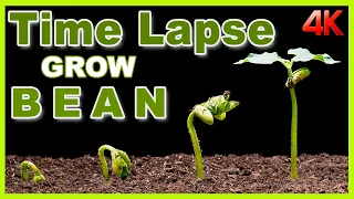 Growing Bean Time Lapse 10 days