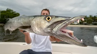 NOBODY Eats this Fish... Catch Clean Cook (Barracuda)